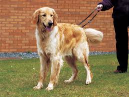 犬を家族に迎える前に